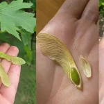 The Complete Guide to Foraging, Preparing, and Using Mulberry Leaves